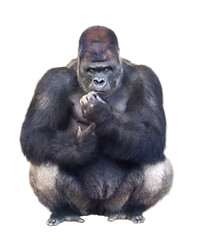 ニシゴリラ © toshihiro emi