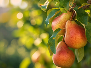 Sun-kissed pears dangle amongst the green foliage in a pear orchard.