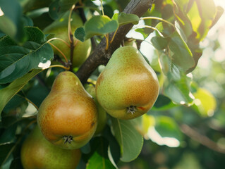 Ripe pears hanging from the tree, ready for the autumn harvest.
