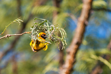 Yellow masked weaver building a nest