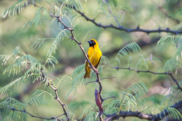 Yellow masked weaver perched on a branch