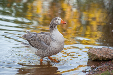 Goose stepping out of the water