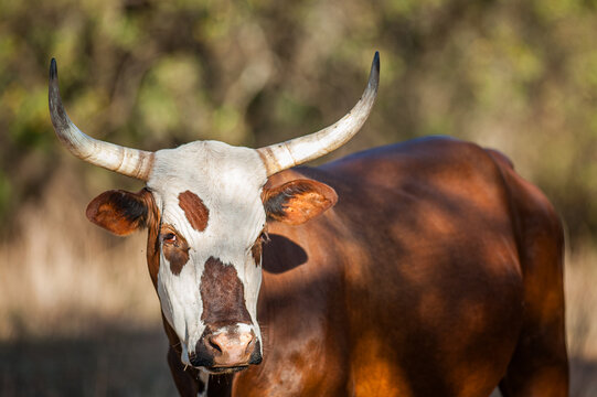 portrait of a nguni cow
