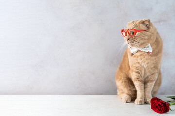 Valentines Day banner. Adorable cute funny cat wearing red heart shaped glasses and a bow tie...