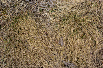 texture of dry grass from top view