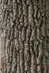 Old Wood Tree Texture Background Pattern