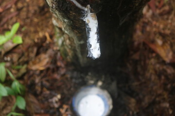 Rubber trees and bowls filled with latex for industrial use