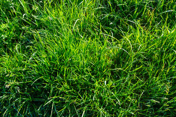 Background of a green grass on a summer meadow