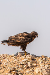 Obraz premium Steppe eagle perched on rocky terrain, Aquila nipalensis