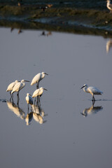 Group of little egrets in the shallow waters