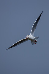 Fototapeta premium Seagull soaring in the clear blue sky