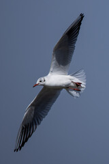 Seagull soaring in the clear blue sky