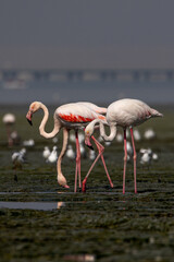 Group of flamingos in shallow waters in a coastal area