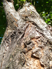 Eine Pappel im Park aus der Froschperspektive.