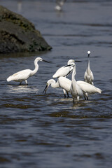 Group of little egrets standing in the shallow waters
