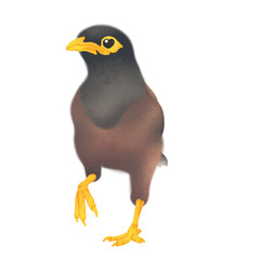 Stylized Common Myna Bird Illustration – Minimalist Digital Art with Soft Shading