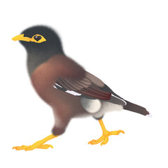 Stylized Common Myna Bird Illustration – Minimalist Digital Art with Soft Shading