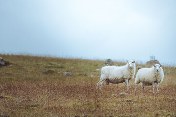 Fototapeta premium Sheeps in Iceland