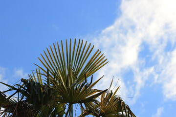 青空と雲と植物
