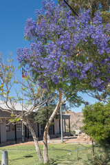 blossoming Jacaranda tree, Aus,  Namibia