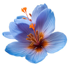 saffron flower