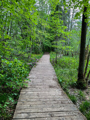 wooden trail in the forest in early summer
