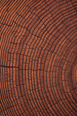 Fototapeta premium dark wood texture on a stump cut. annual rings old trunk background