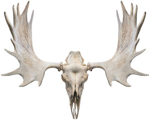 Skull Moose and Moose horns isolated on white background, Moose horns isolated on white background...