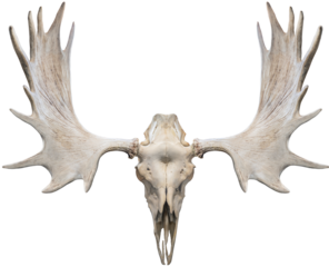 Skull Moose and Moose horns isolated on white background, Moose horns isolated on white background PNG File.