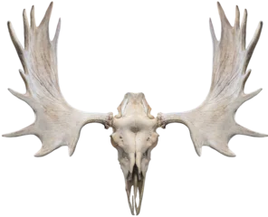 Rideaux occultants Orignal Skull Moose and Moose horns isolated on white background, Moose horns isolated on white background PNG File.