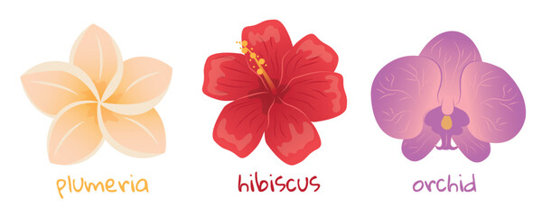 Set of tropical flowers. Hibiscus, plumeria and orchid illustration. Realistic botanical hand drawn painting isolated on white background. Cartoon design for poster, icon, card, logo, banner, sticker.