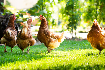 Free range happy red chickens walking on grass