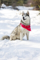 Husky dog with red scarf sitting in snow smiling