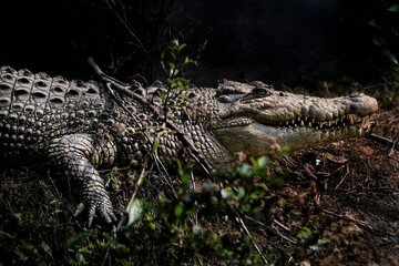 Saltwater Crocodile, known for its large size and aggressive nature, is the most notable species...