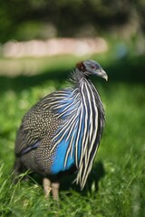 Close up photo of The vulturine guineafowl (Acryllium vulturinum) on blurry green background. 