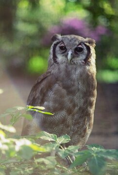 Close up photo of Verreaux's eagle-owl (Bubo lacteus) with blurry background. Safari Park Dvur Kralove. 
