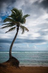Palmier et plage tropicale par temps nuageux - 722832123