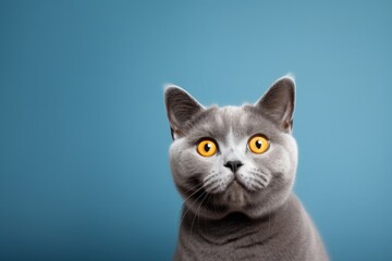 Obraz premium グレー猫ポートレート,Generative AI AI画像