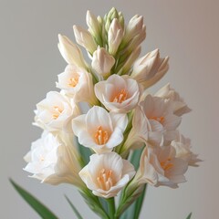 Fototapeta premium photo of tuberose flower with white background