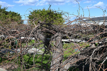 grapevine in winter in cyprus in winter 1