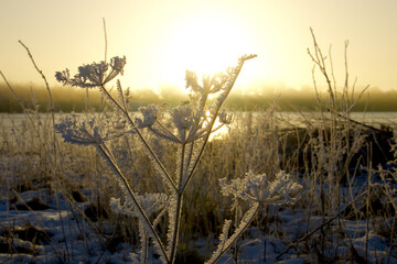 Apiaceae with hoarfrost in sunrise on a cold winter morning