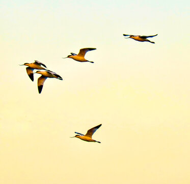 A flock of flying Pied avocets or recurvirostra avocetta