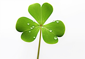Green clover leaf with water drops isolated on white background. St.Patrick's Day