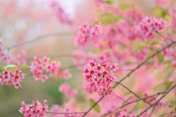 Closed up pink sweet wild Himalayan cherry blossom flower bunch during winter in Thailand