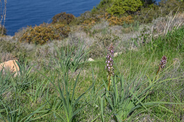 orchid in the mountains in cyprus in winter 1