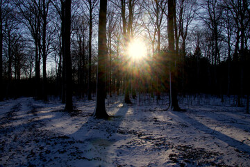 Beautiful sunshine in the forest in the winter