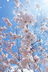 Pink sakura flowers on blue sky in sun lights. Delicate spring background