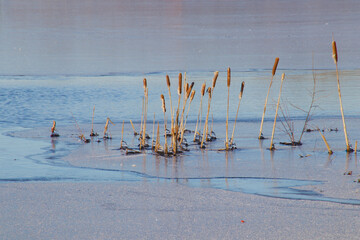 Cattails in partial ice formation at the blue lake in winter mood