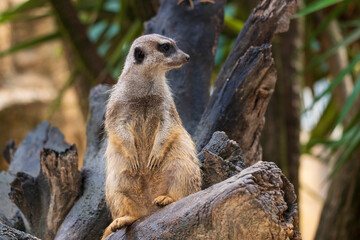 Meerkat Sentry On Tree Trunk