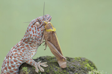 A tokay gecko is preying on a grasshopper on moss-covered ground. This reptile has the scientific name Gekko gecko.